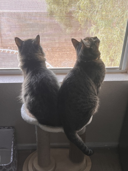 Entry image for Hermoine and Perdita . Clicking this image will show a larger photo