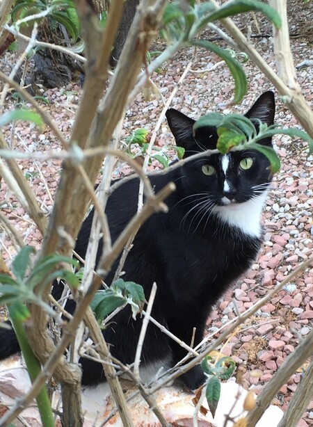 Entry image for Tux. Clicking this image will show a larger photo