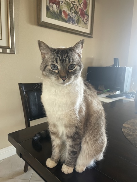 Entry image for Harley. Clicking this image will show a larger photo