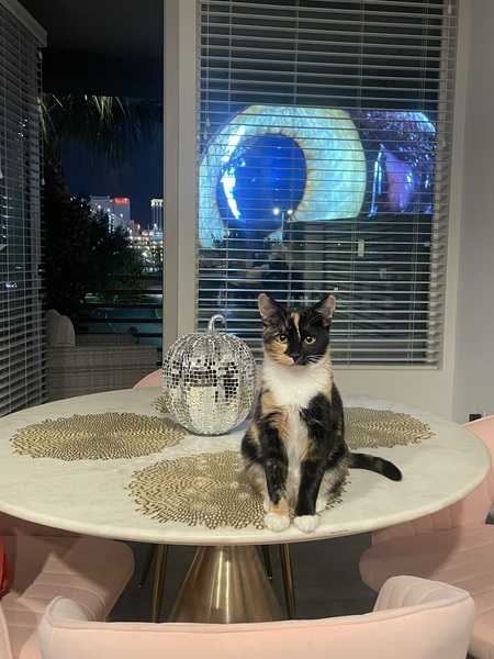 Entry image for Callie. Clicking this image will show a larger photo