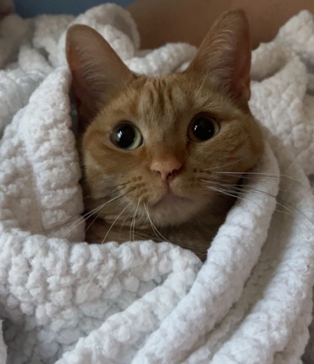 Entry image for Mochi. Clicking this image will show a larger photo