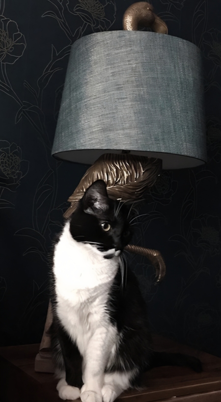 Entry image for Kat. Clicking this image will show a larger photo