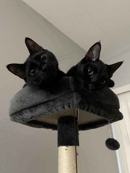 Entry image for Wednesday & Pugsley . Clicking this image will show a larger photo