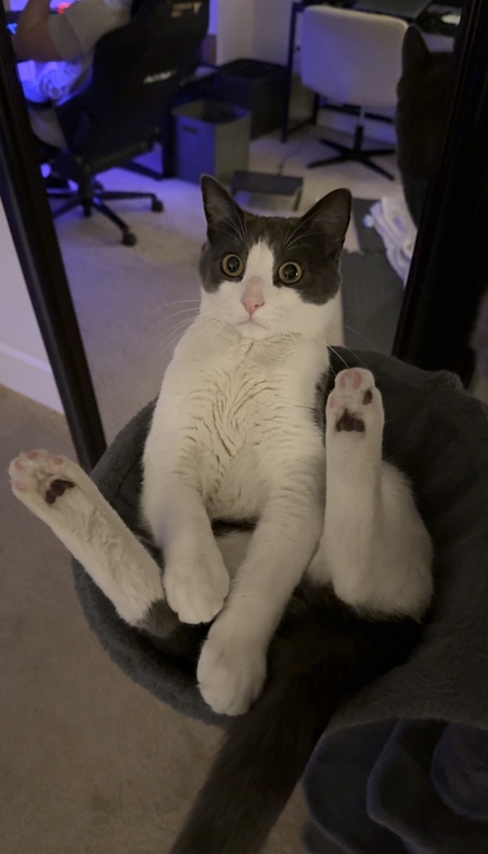 Entry image for Charlie . Clicking this image will show a larger photo