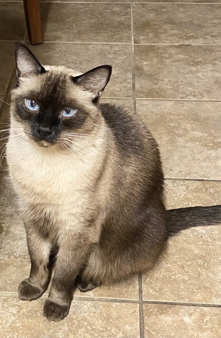 Entry image for Zuzu. Clicking this image will show a larger photo