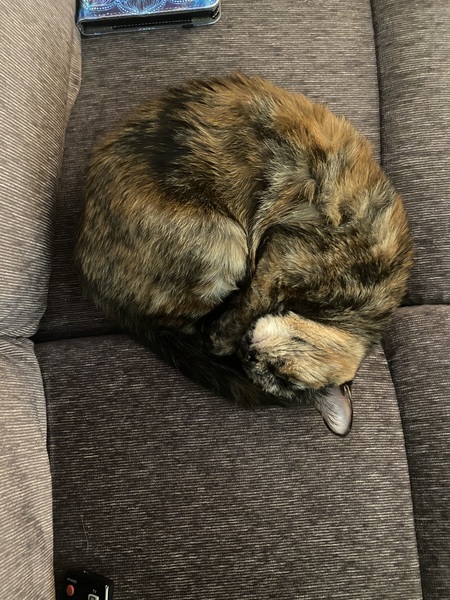 Entry image for Daphne . Clicking this image will show a larger photo