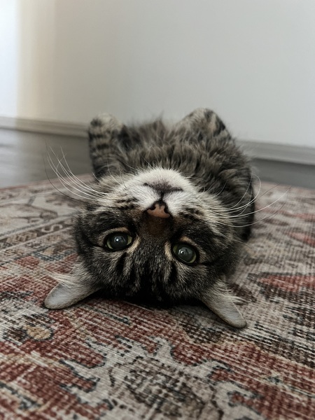 Entry image for Kitty. Clicking this image will show a larger photo