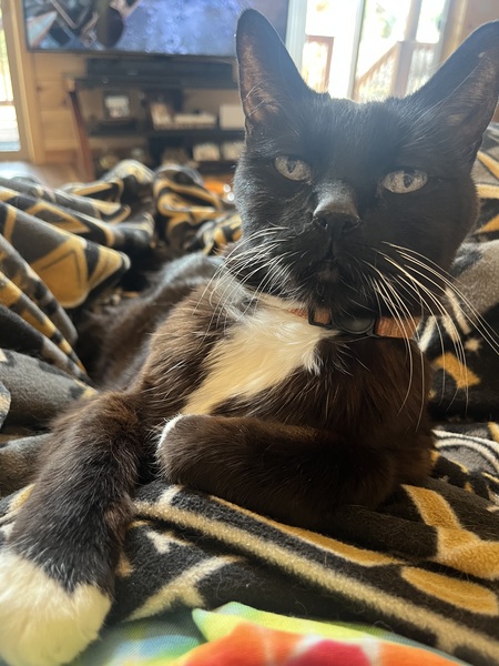 Entry image for Jake . Clicking this image will show a larger photo