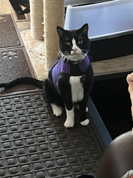 Entry image for Cooper. Clicking this image will show a larger photo