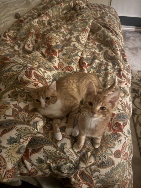 Entry image for Chuck Percy and John Paul Stevens. Clicking this image will show a larger photo