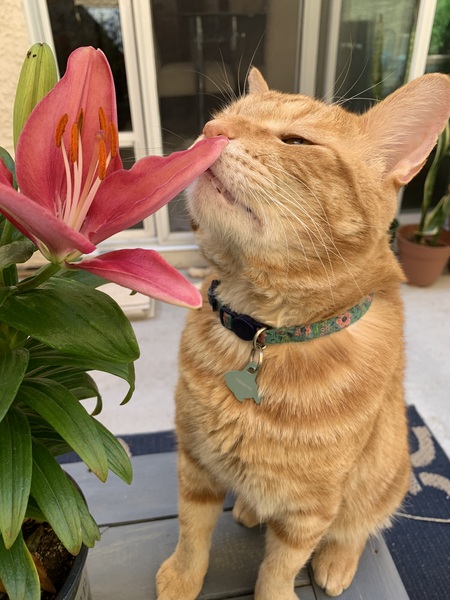 Entry image for Morris . Clicking this image will show a larger photo