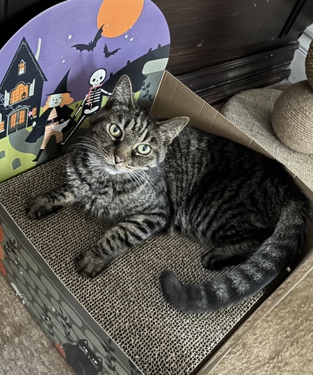 Entry image for Chevy. Clicking this image will show a larger photo