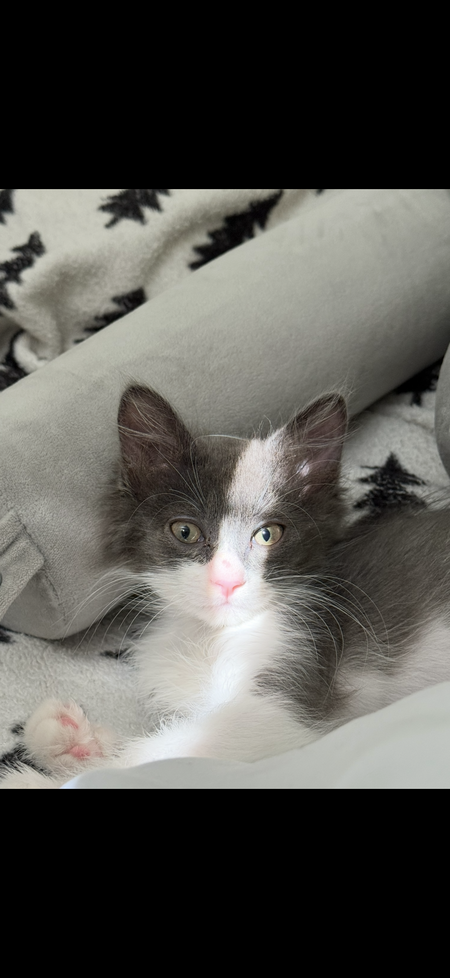 Entry image for Dolly. Clicking this image will show a larger photo