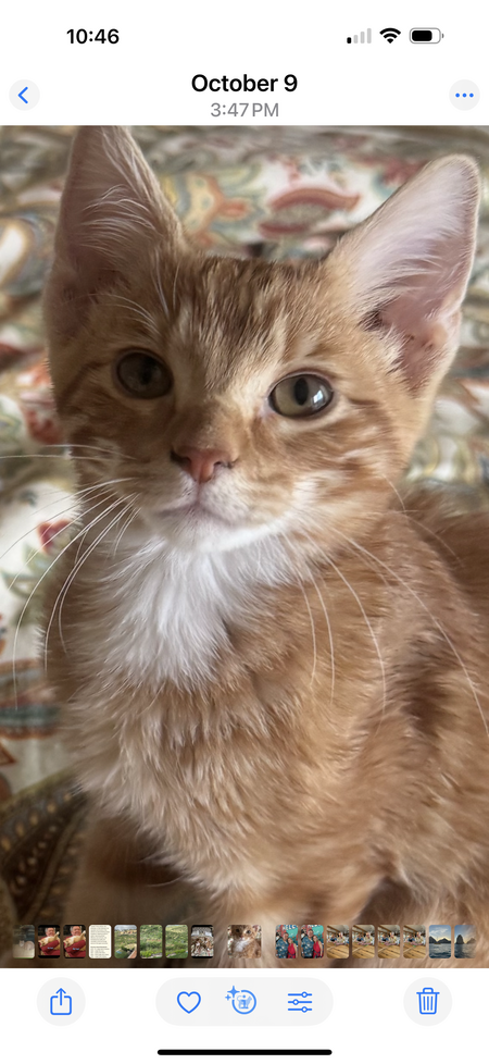 Entry image for Percy. Clicking this image will show a larger photo