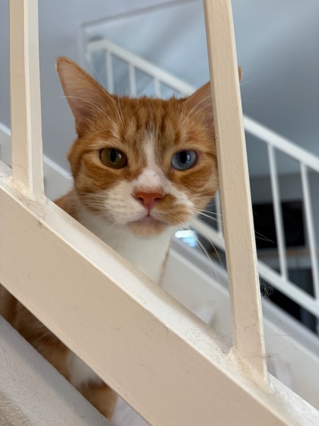 Entry image for Goldy. Clicking this image will show a larger photo