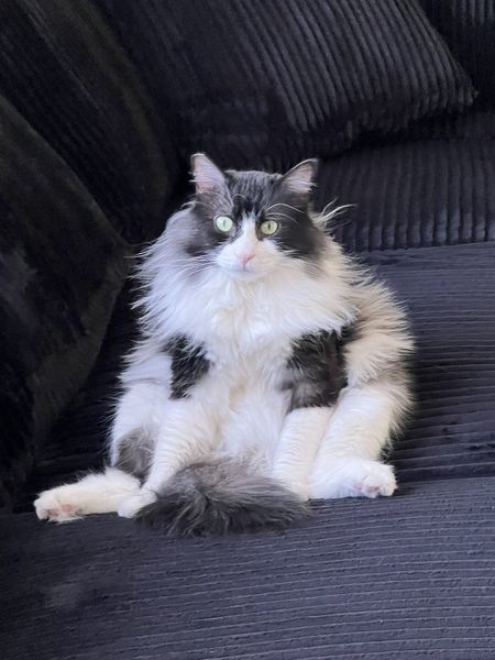 Entry image for Marley. Clicking this image will show a larger photo