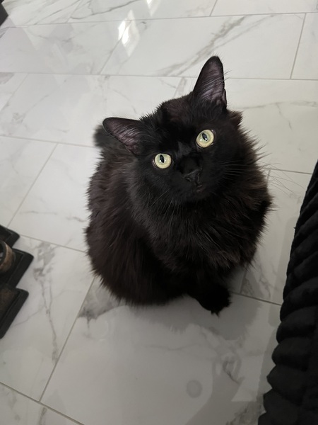 Entry image for Elf. Clicking this image will show a larger photo