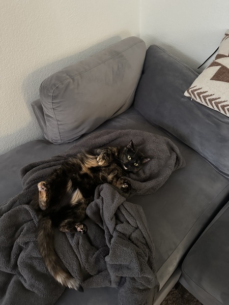 Entry image for Chili. Clicking this image will show a larger photo