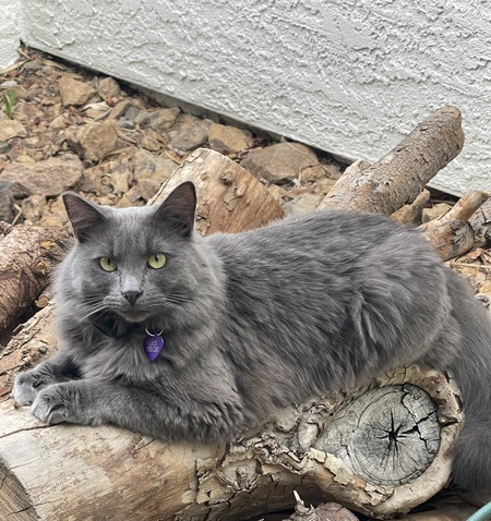 Entry image for Zazu. Clicking this image will show a larger photo