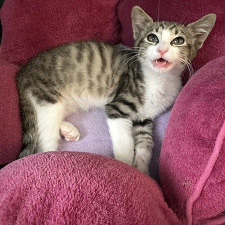 Entry image for Turbo. Clicking this image will show a larger photo