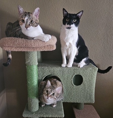 Entry image for Cool Cat Crew (Victoria, Carl, Lydia). Clicking this image will show a larger photo