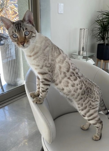 Entry image for Ozzy. Clicking this image will show a larger photo