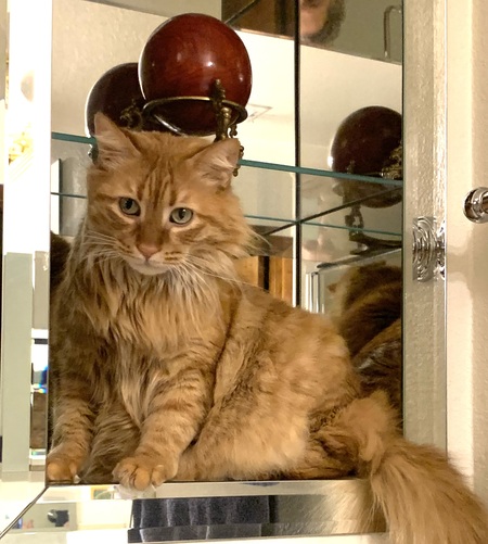 Entry image for Kuma. Clicking this image will show a larger photo