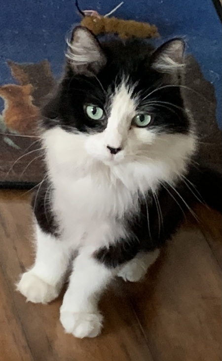 Entry image for Sylvie. Clicking this image will show a larger photo