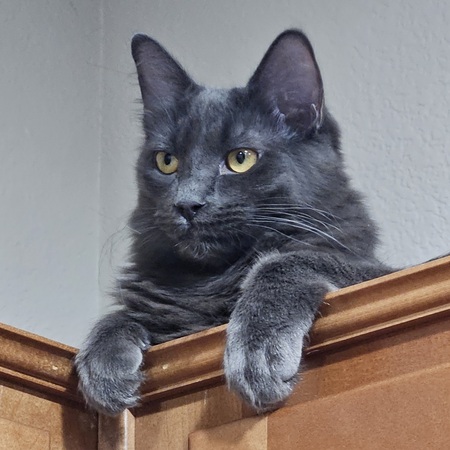 Entry image for Bozo. Clicking this image will show a larger photo