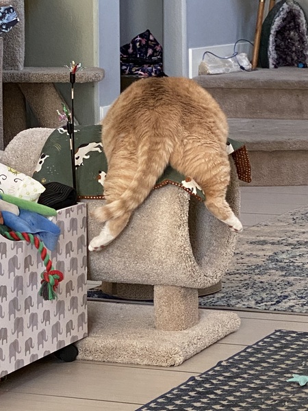 Entry image for Ziggy. Clicking this image will show a larger photo