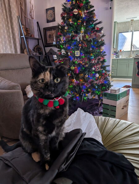 Entry image for Regina George. Clicking this image will show a larger photo