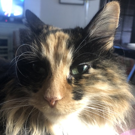 Entry image for Patches. Clicking this image will show a larger photo