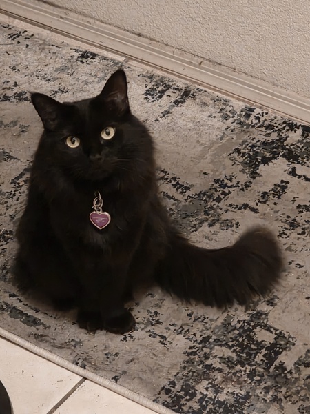 Entry image for Wicca. Clicking this image will show a larger photo