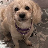 Entry image for Cindy Lou