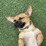 Entry image for Honey 