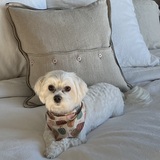 Entry image for Rudy 