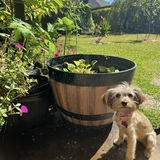 Entry image for Ruby Joy