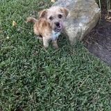 Entry image for Jasper 