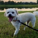 Entry image for Phoebe