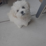 Entry image for Lola