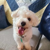 Entry image for Romeo