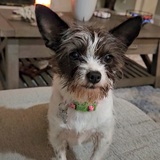 Entry image for SADIE