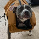 Entry image for Blue Belle