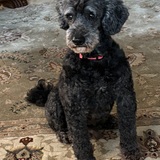 Entry image for Winston