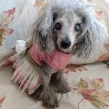 Entry image for Princess Sofia Boo