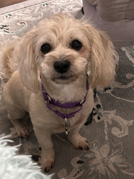 Entry image for Cindy Lou. Clicking this image will show a larger photo