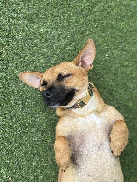 Entry image for Honey . Clicking this image will show a larger photo