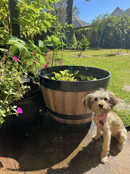 Entry image for Ruby Joy. Clicking this image will show a larger photo