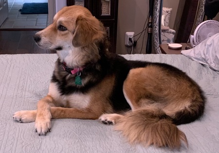 Entry image for Willa (aka Hailey). Clicking this image will show a larger photo