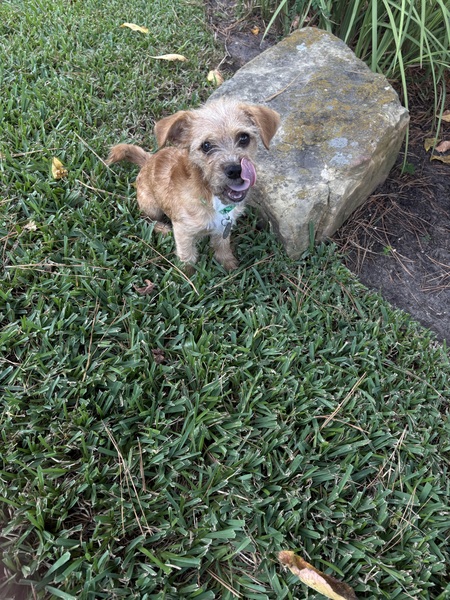 Entry image for Jasper . Clicking this image will show a larger photo